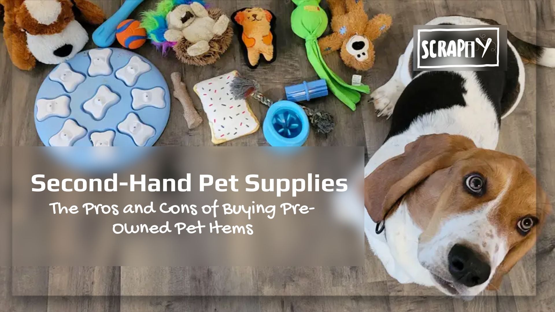 Second Hand Pet Supplies The Pros and Cons of Buying Pre Owned