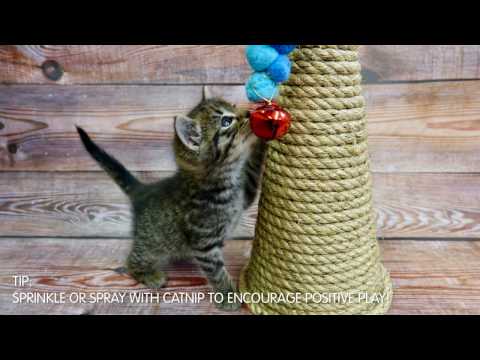Cat Scratcher - Traffic Cone