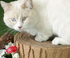 Cat Scratcher - Cardboard