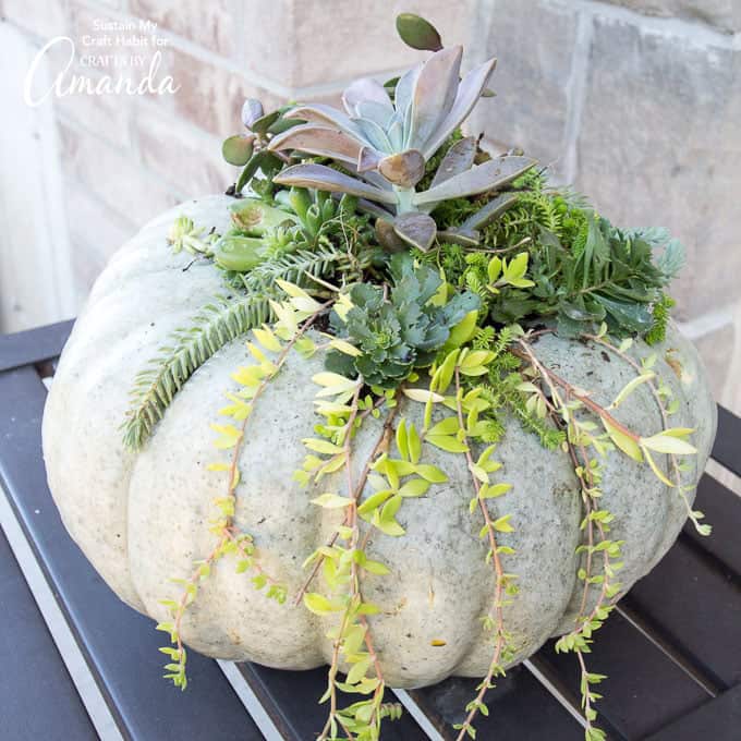 Succulent - Pumpkin